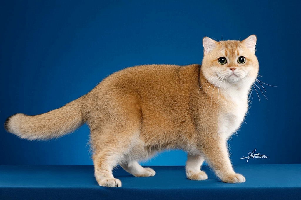 red colourpoint british shorthair