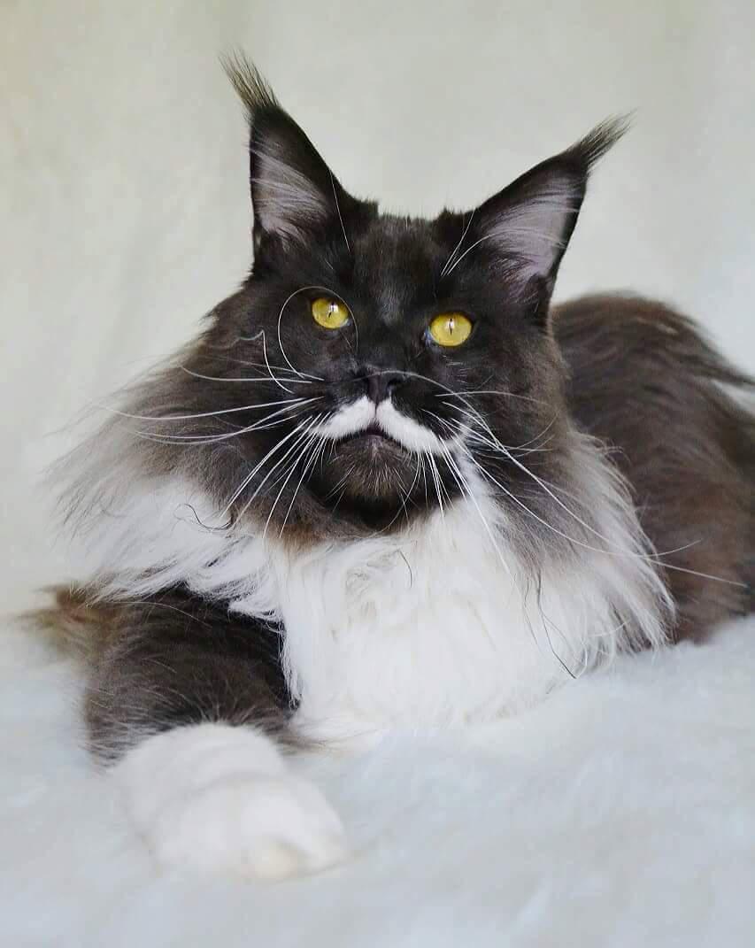 Blue Grey Maine Coon